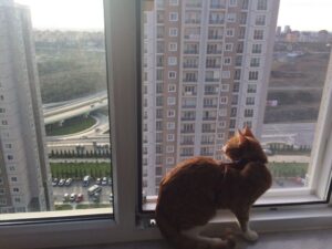 Ataşehir Kedi Sinekliği