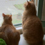 Avcılar Kedi Sinekliği