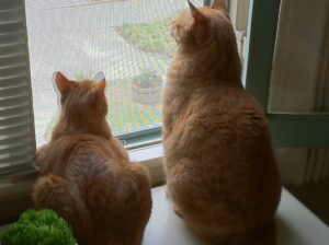 Avcılar Kedi Sinekliği