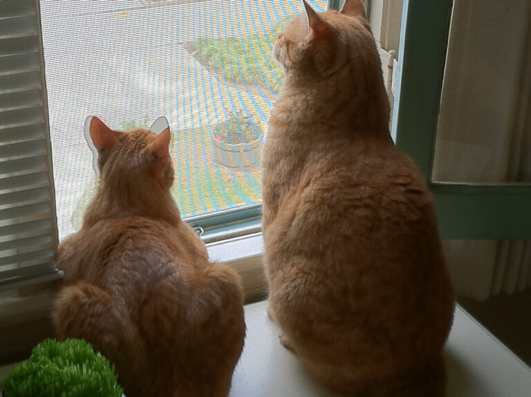 Avcılar Kedi Sinekliği