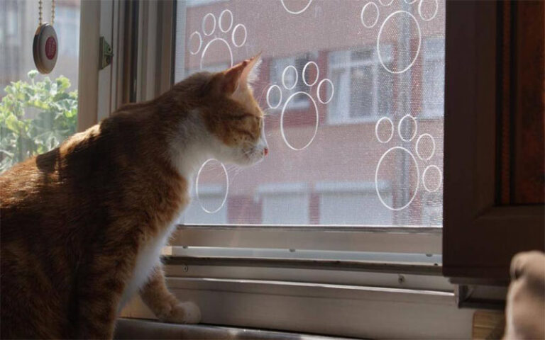 Bağcılar Kedi Sinekliği