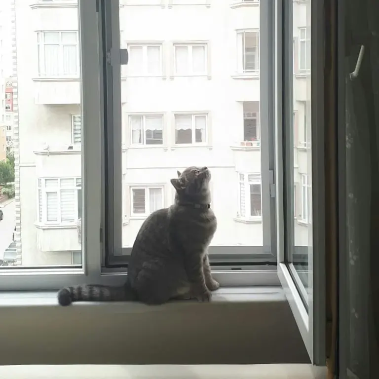 Bahçelievler Kedi Sinekliği