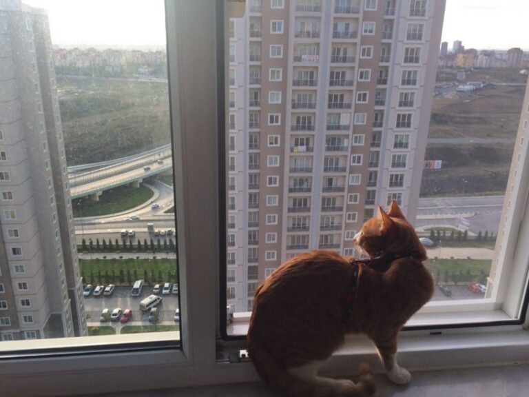 Beşiktaş Kedi Sinekliği