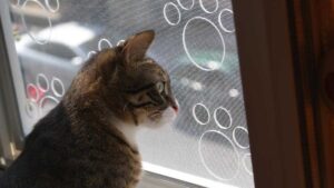 Beyoğlu Kedi Sinekliği