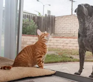 Büyükçekmece Kedi Sinekliği