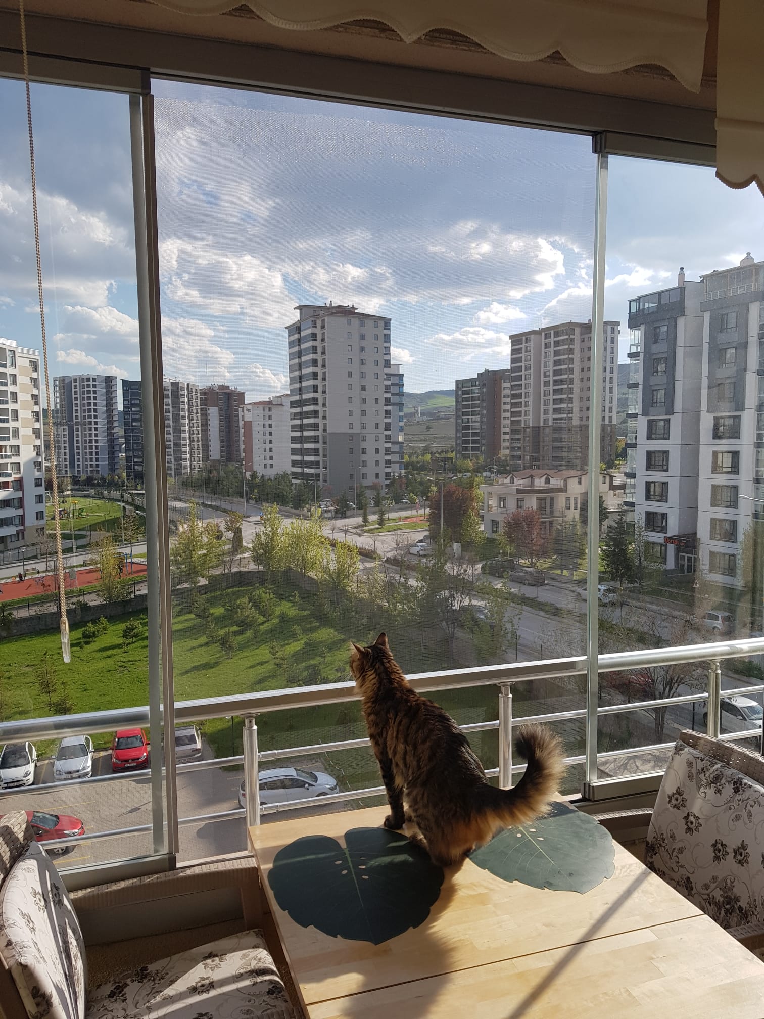 Çatalca Kedi Sinekliği