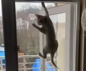 Esenler Kedi Sinekliği