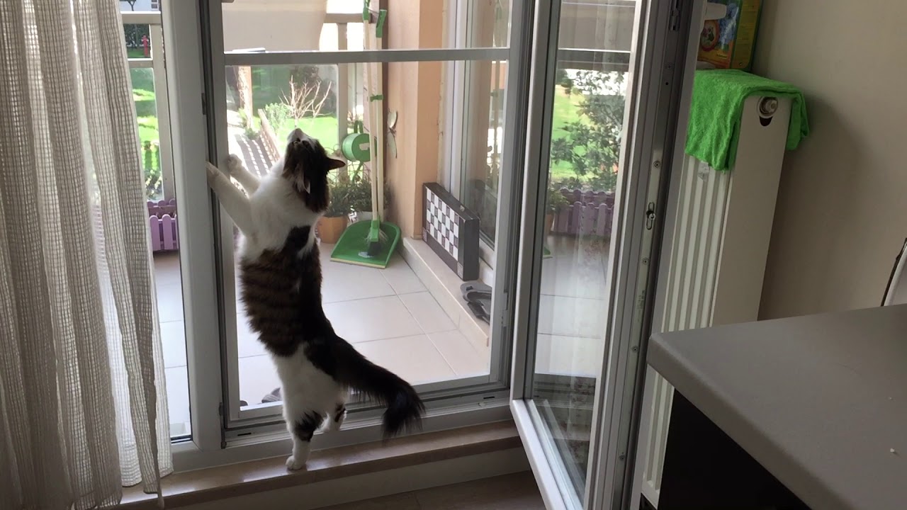 Kedi Sineklik